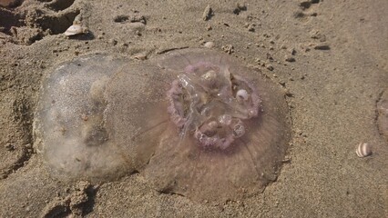 Meduza na piasku jellyfish
