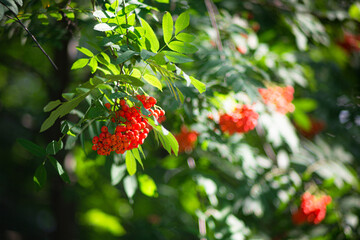 wild strawberry bush