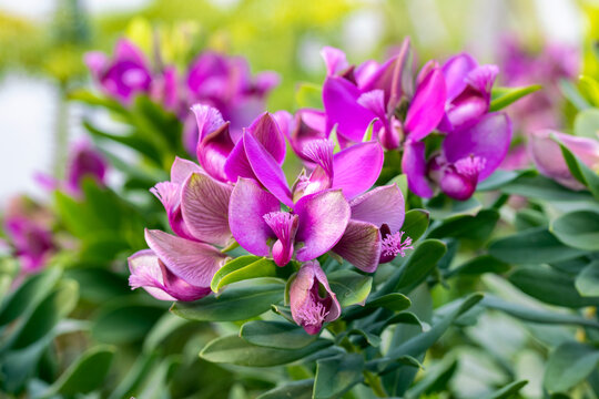 Polygala myrtifolia, the myrtle-leaf milkwort. It's an evergreen shrub native to South Africa but it has been widely introduced elsewhere.
