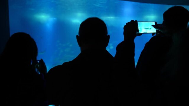 silhouettes of people observing species in oceanarium aquarium slow motion 4k