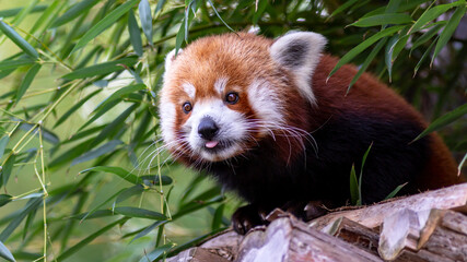 Red Panda, Ailurus fulgens also known as a firefox, lesser panda, or red-cat-bear looking around...