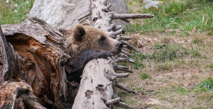 Braunb&auml;r aufmerksam in Deckung