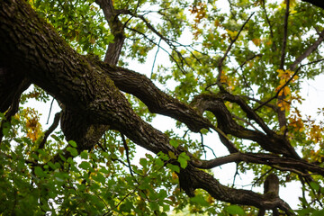 oak tree in the forest