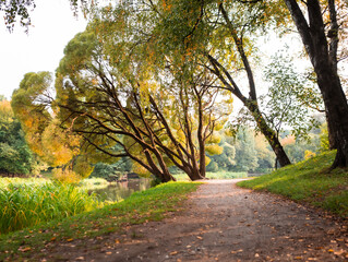 path in the gold autumn park during sunset