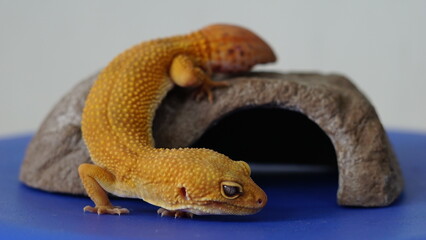 Leopard Gecko