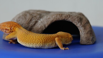 Leopard Gecko