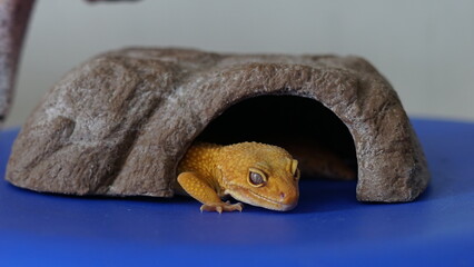Leopard Gecko