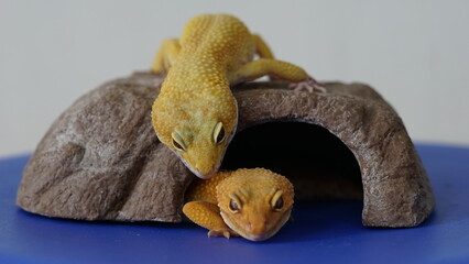 Leopard Gecko