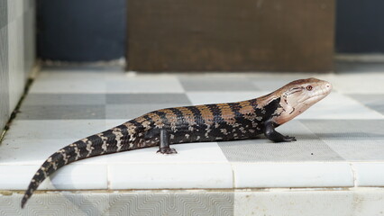Panana the blue tongue lizard
