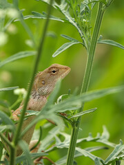 orientl garden lizard on green plant
