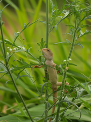 oriental garden lizard on green plant