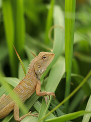 Oriental garden lizard on green leaf