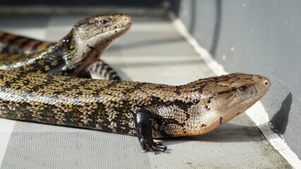 Panana the blue tongue lizard