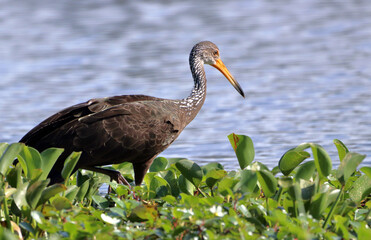 Limpkin (Aramus guarauna) perched in the vegetation of a lake. Pituaçu Park; Salvador, Bahia