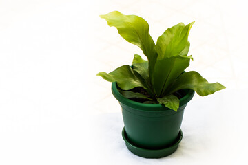planta no vaso , asplênio pequeno, fundo branco, macro fotografia