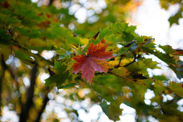 autumn leaves on a branch of maple tree