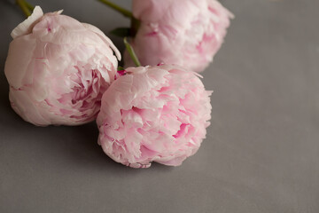Three peonies close up macro on a gray texture background.