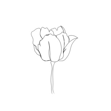 line art drawing of flowers. set line art flower tulip. minimalism sketch, idea for invitation, design of instagram stories and highlights icons
