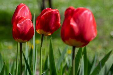 Dark bright red color country Darwin tulips in bloom, bouquet of springtime flowering plants in the ornamental garden