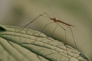 stelzmücke auf einem blatt, limoniidae