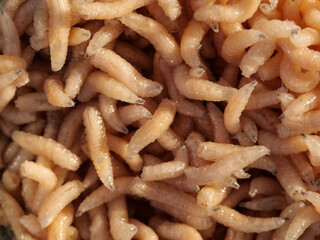 ein haufen fliegenmaden