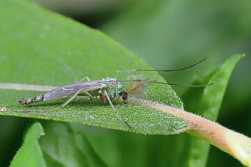 grüne zuckmücke mit milben auf einem blatt, männchen, chironomidae