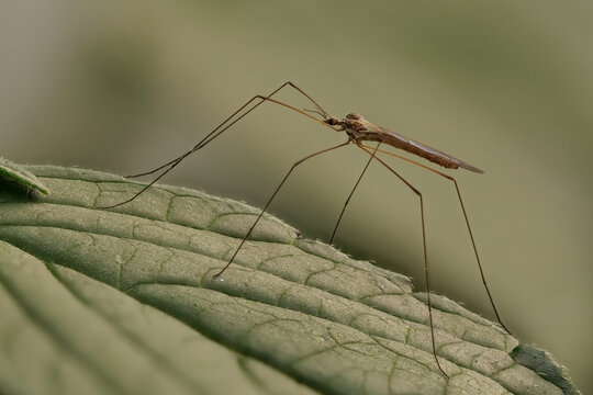 stelzm&uuml;cke auf einem blatt, limoniidae