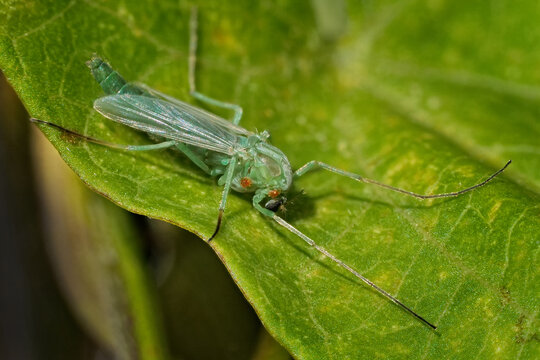 grüne zuckmücke mit milben auf einem blatt, weibchen, chironomidae