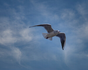 Fototapeta na wymiar Close-up photo of flying Seabird