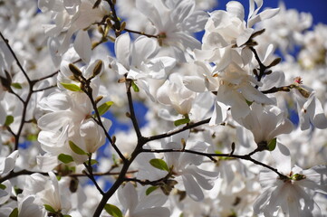 tree blossom