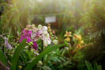 Blooming beautiful orchid flowers in a tropical greenhouse, nature and gardening