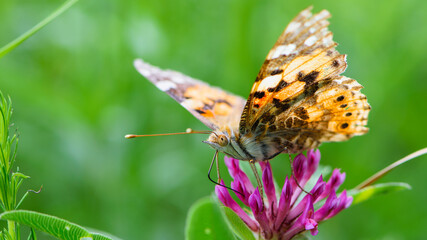 butterfly on a flower. beautiful lady butterfly Vanessa cardui, red clover, close-up. orange-black and white butterfly on a pink clover flower on a green background. macro nature