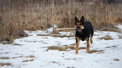a series of photos with a dog. german shepherd plays in a snowy park in winter. dog with a stick, pet, walking in nature. shepherd dog in the snow in a dry reed. autumn, winter or spring. favorite pet