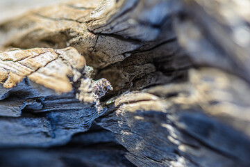 close up of wood texture