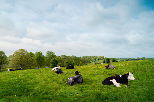 Cows on open pasture with wild buttercups flanked by trees under cloudy sky. Beverley, UK.