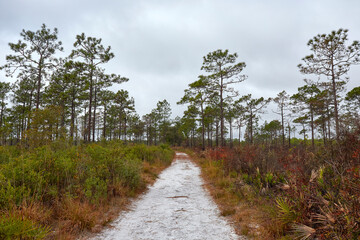 View of longleaf pine prairie along a trail through Savage Christmas Creek Preserve near Orlando,...