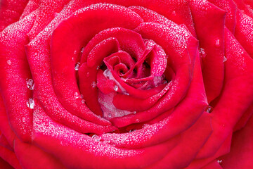 Red rose bud with dew drops. Macro photography