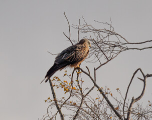 Red kite sitting in branches of tree.