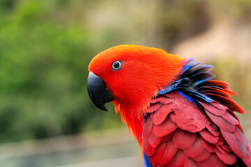 eclectus parrot or eclectus roratus portrait