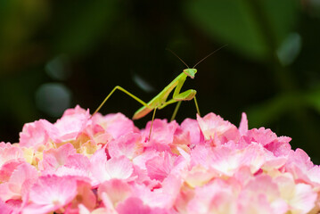 カマキリとアジサイ