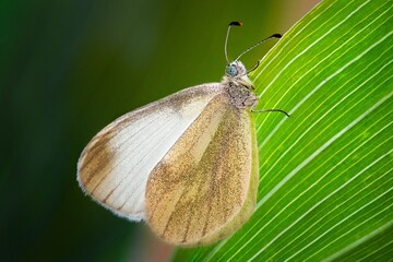 butterfly on leaf