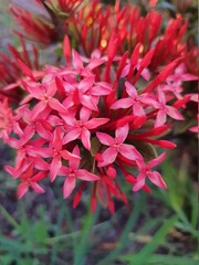 Red Ixora flower in the garden with blurred background. Belonging to the Rubiaceae family.