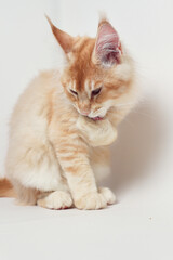 ginger kitten will deprive a paw
