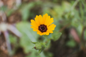 Yellow flower outdoors with nice soft background.