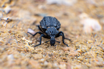 Close up photo of a black bug on the ground.