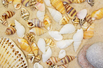 bunch of colorful shells and pebbles on the white sea sand of beach