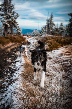 Dogs in nature