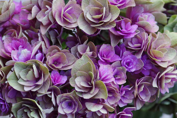 秋紫陽花