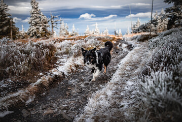 Dogs in nature