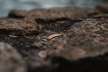 seed on the ground